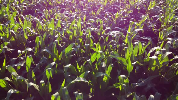Flying Over Green Tops of Young Corn Sprouts on Sunny Morning alt