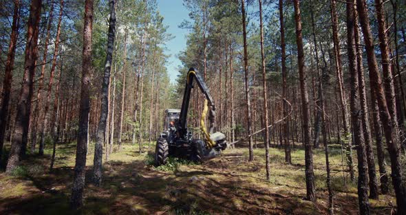 Logging in forestry. Deforestation with heavy machinery.
