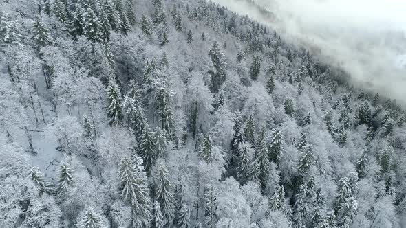Winter Nature Mountains Landscape,  Flying Over Evergreen Forest, Spruces Covered with Snow and Frost alt