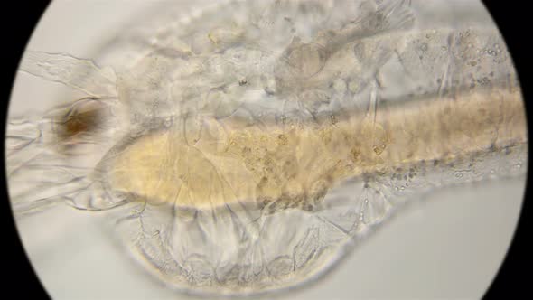 the Structure of the Body and Limbs Nauplios Artemia Salina, the Formation of the Chest Legs and alt