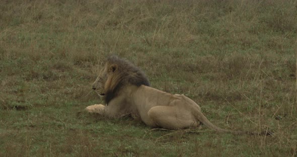 View of wildlife on a safari at the Nairobi National Park in Kenya. This video was filmed in 4k for alt
