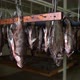 Fish Factory - VideoHive Item for Sale