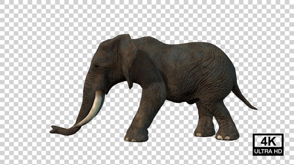 Elephant Hit Front Side View alt
