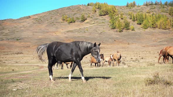 Horses Graze  alt
