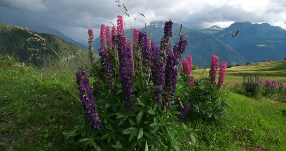 Lupinus x regalis, Tarentaise valley, Savoie, France alt