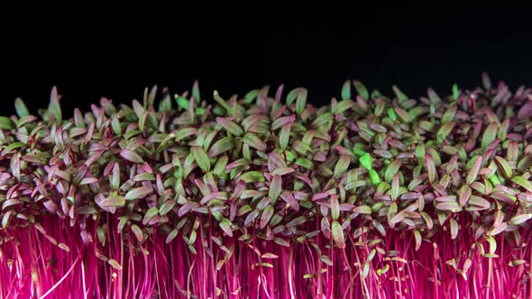 Amaranth Microgreens Seedling Moving in Timelapse Video on a Black Background alt