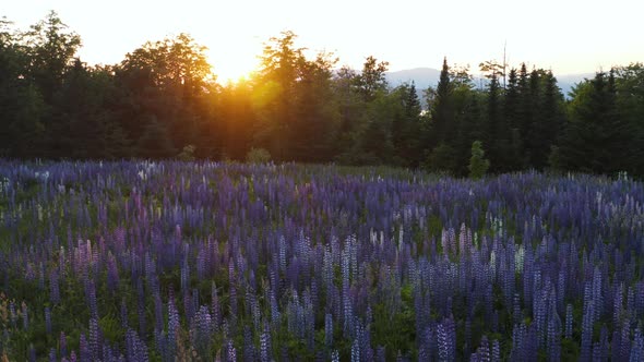 Beautiful Slow Moving Sunset Shot of a Beautiful Field of Lupine Flowers, Mountains in Background, M alt