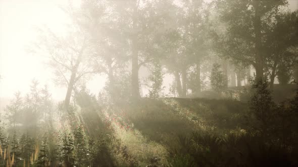 Magic Dark Summer Forest Scenery with Rays of Warm Light alt
