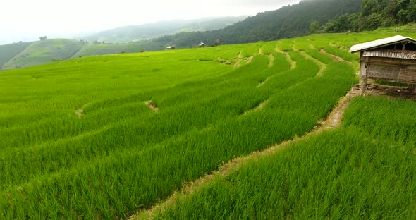 Rice Field Terrace on Mountain Agriculture Land alt