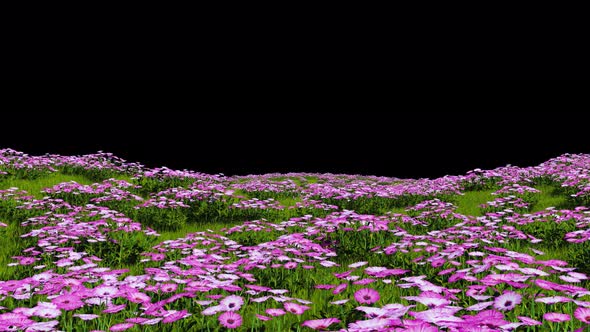 Flower Field Landscape