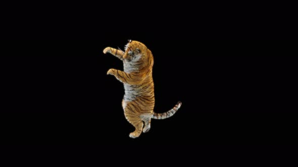 70 Tiger Dancing 4K alt