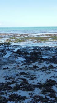 Vertical Video of Low Tide in the Ocean Near the Coast of Zanzibar Tanzania alt