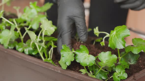 Woman Transferring Plants Into the Big Pot for Planting on the Balcony alt
