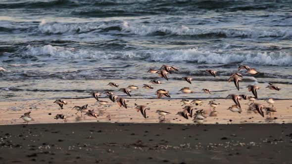 Sanderlings Flying Over Shore to Land on Beach alt