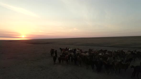 Wild Horses Running. Herd of Horses, Mustangs Running on Steppes To River.  Hdr Slow Motion alt