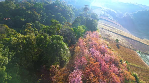 Drone fly over Wild Himalayan Cherry Blossom (Prunus cerasoides) alt