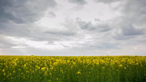 Yellow Rapeseed Field And Large Clouds, Timelapse, 4k