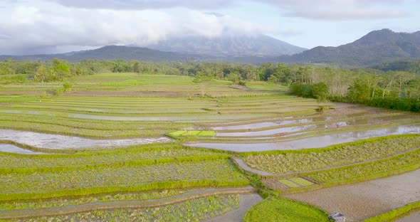Aerial view of terraced rice fields in Magelang, Indonesia. Drone shoot of tropical landscape. Beaut alt