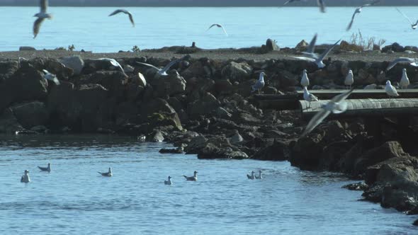 Flock Of Seagulls Group Flying On The Sea Beach alt