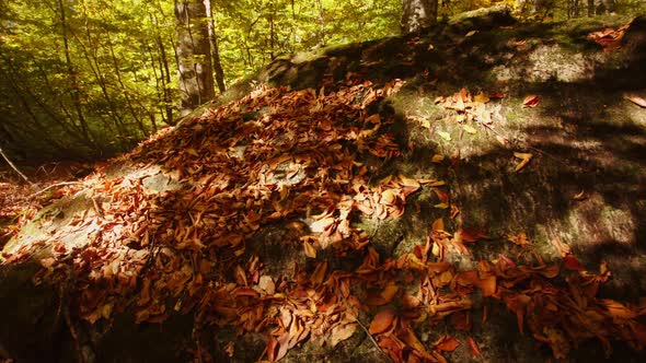 Scenic Landscape of Forest Covered with Fallen Red and Brown Leaves