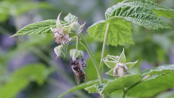 Macro of Green Young Raspberry Leaves and Flower in the Garden with a Bee
