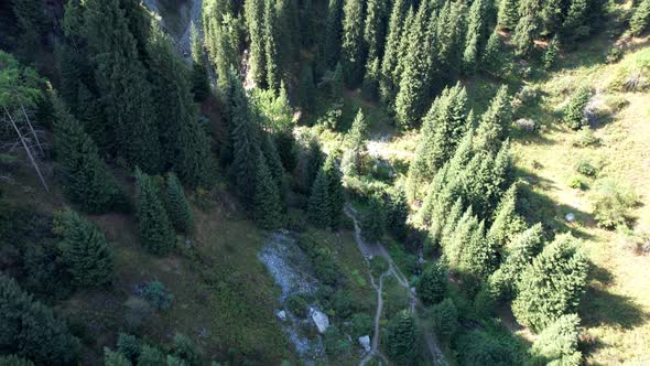 Mountain Trail in the Gorge Through the Forest alt