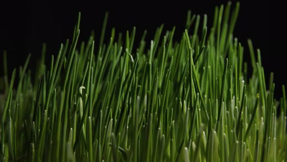 Green Wheat Sprouts Growing on a Dark Background alt