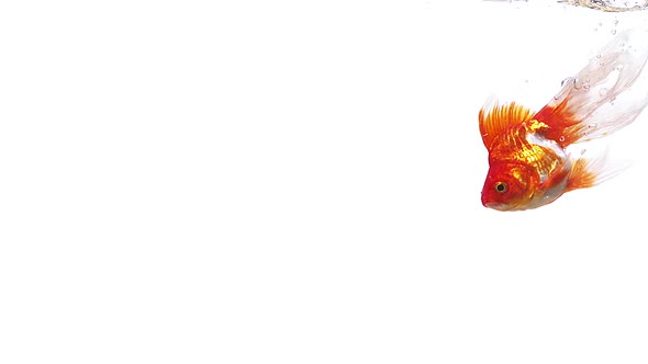 Golden Fish, carassius auratus, Swimming against white background, slow motion alt