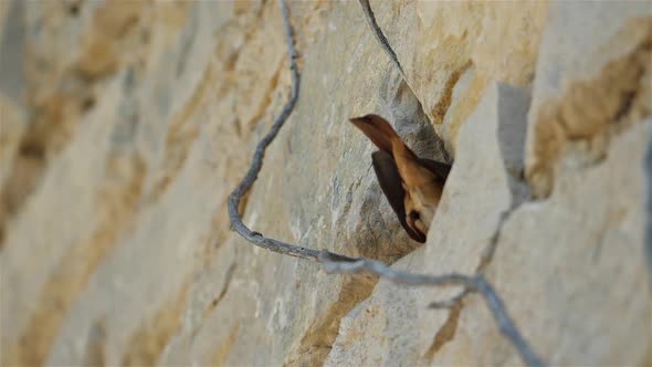 Black redstart - Phoenicurus ochruros alt