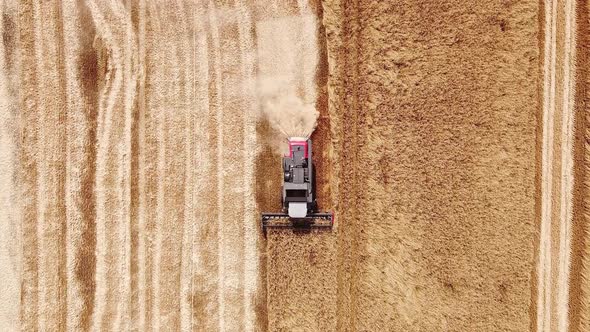 A Large Modern Combine Harvester Works in the Field, Aerial View. Harvest Season of Organic alt