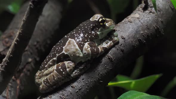 Amazon milk frog on branch, Trachycephalus resinifictrix