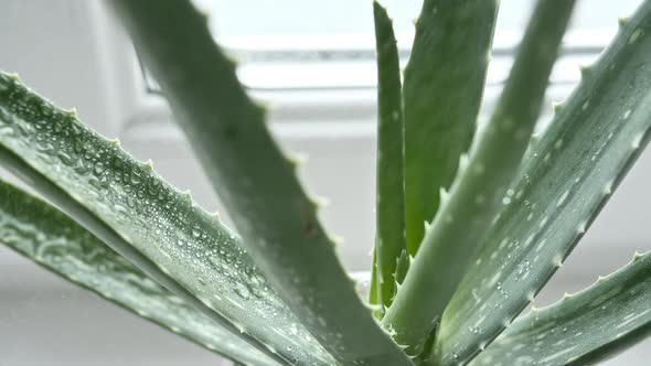 Motion of Dropping a Drop Aloe Vera Liquid From Leaf on Green Blurred Background alt