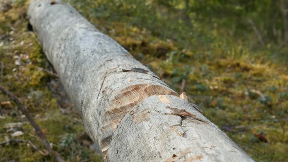 Male Tourist Chopping Wood With An Axe. Wood Sawdust Fly To The Sides alt