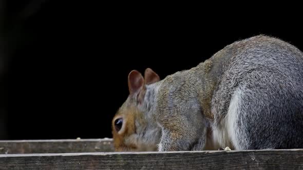 Grey Squirrel, Sciurus carolinensis, feeding on back garden bird table. Spring. British Isles alt