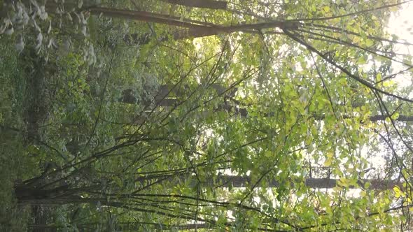 Vertical Video Autumn Forest with Trees in Ukraine Slow Motion alt