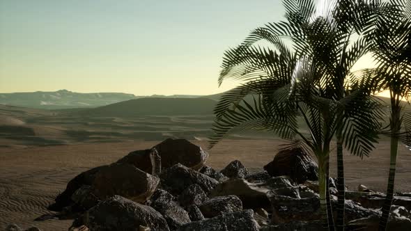 Palms in Desert at Sunset alt