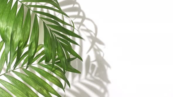 Motion of Tropical Palm Leaves alt