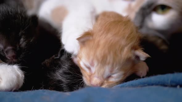 Nursing Mom Cat Hugs a Blind Newborn Ginger Kitten alt