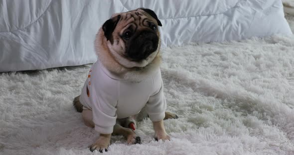 Happy dog pug breed smile and lying in bedroom feeling so comfortable and ralax alt