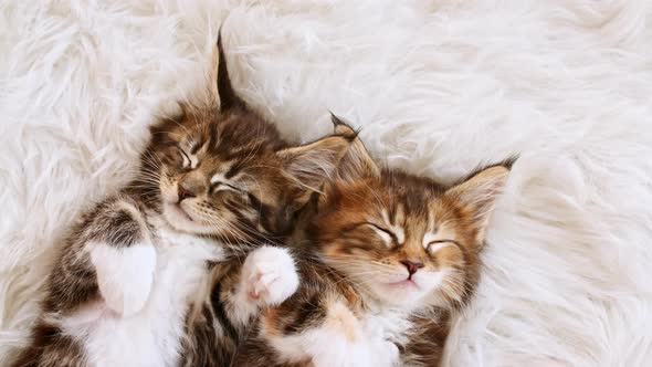 Gray Striped Kittens Sleeping alt