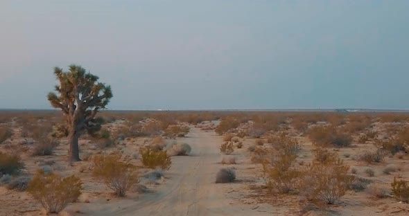 Joshua trees along a dirt path in the Mojave Desert at sunrise, Pull Back alt