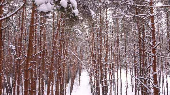 Aerial View Winter Snowy Forest alt