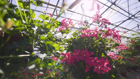 Industrial Greenhouse with Blooming Flowers