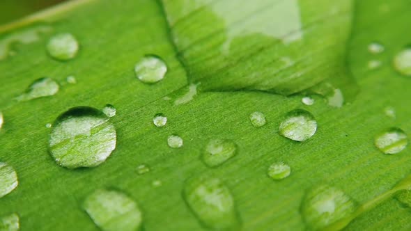 Water Droplets on the Leaf of the Plant