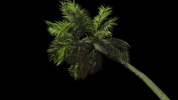 Palm Tree In The Wind In Black Background