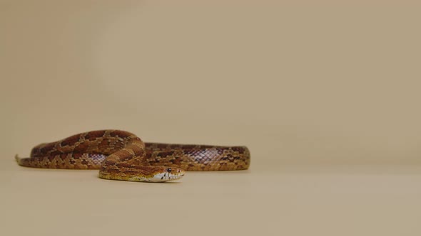 Tiger Python Molurus Bivittatus Morph Albine Burmese on a Beige Background in the Studio alt