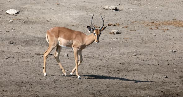 Male of Impala antelope, Namibia wildlife alt