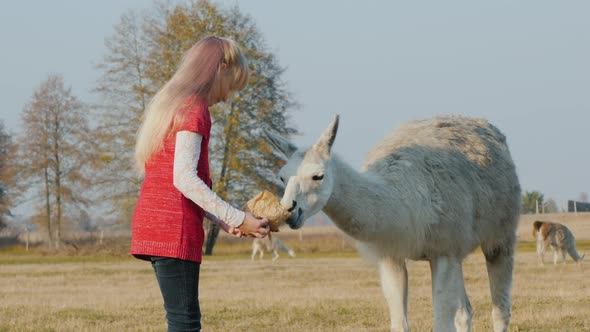 The Girl Treats Alpaca with Crackers. Communication of Children and Animals alt