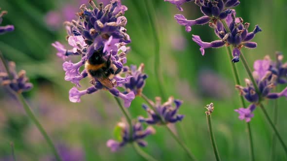 Bumblebee On Pink Flowers In Evening alt