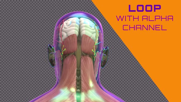 Human Head Anatomy Loop 4K